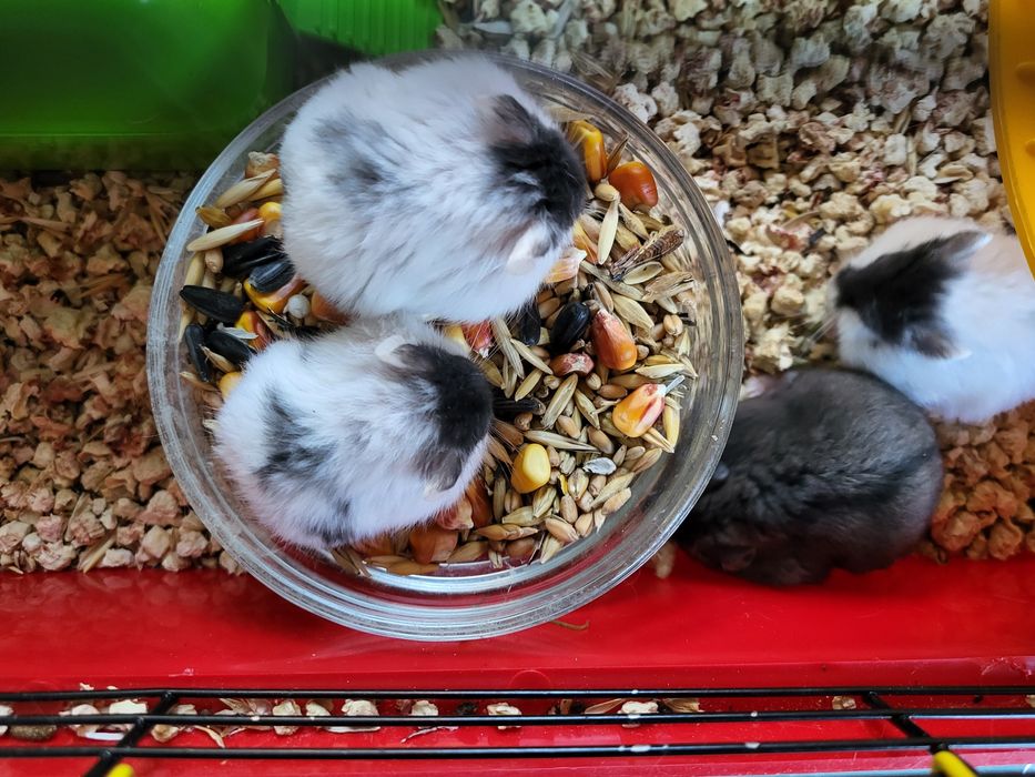 Хом'ячки Кемпбела