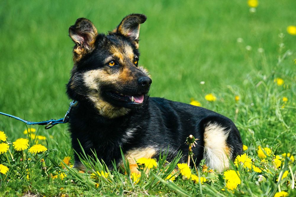 Limka - śliczna , młoda sunia