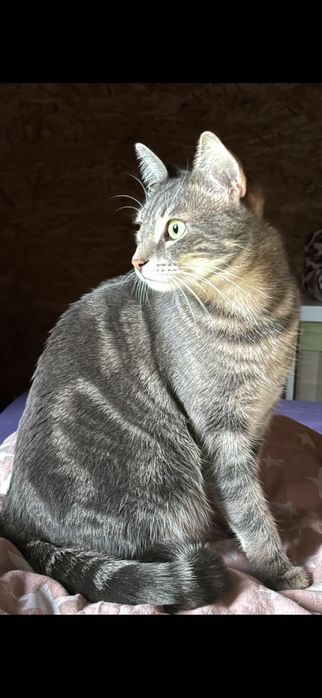 Zaginela kotka Yufka