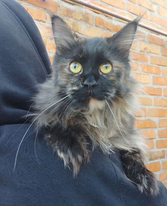 Мейн-кун,кошка, чёрная черепаха(трехцветная). 1год