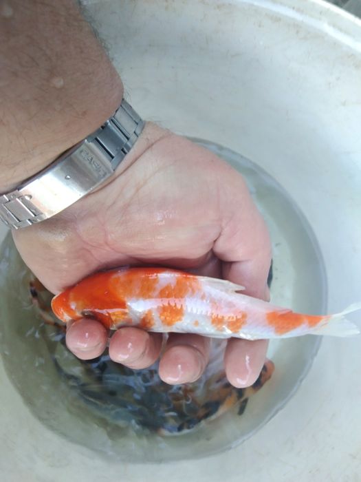 Złota orfa amur sandacz karp koi