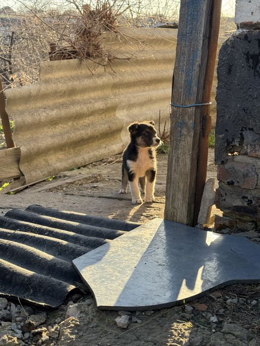 Віддамо безкоштовно!!! В наявності 2 гарненькі цуценятка.