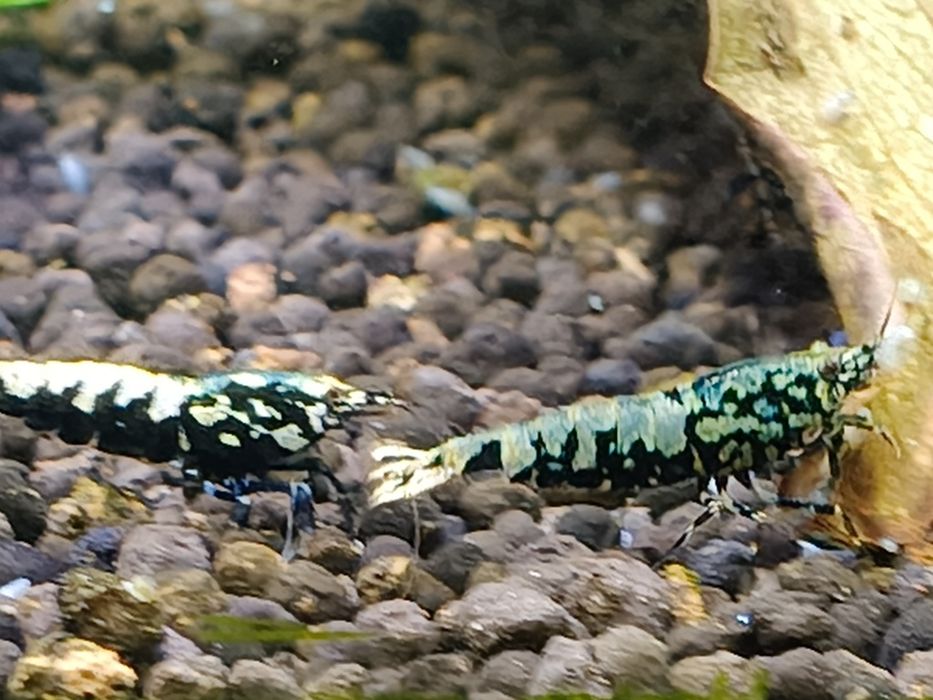 Krewetki Galaxy fishbone po Boa