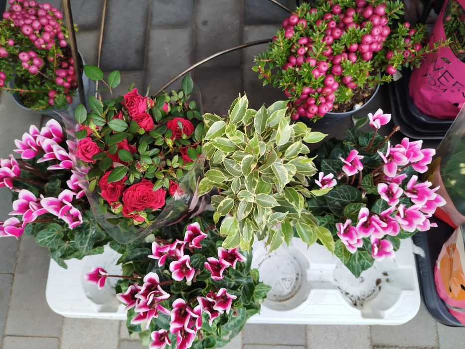 Орхідеї та інші кімнатні квіти