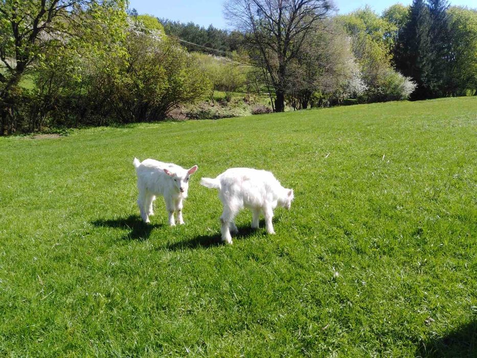 Продамо козеняток