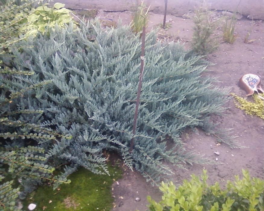 Продам укорененые побеги можевельника Блю Чип