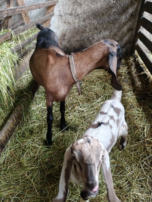 Venda Cabras Anglo Nubliano