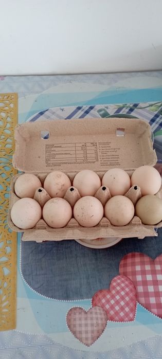 Jajka lęgowe indycze i perliczek