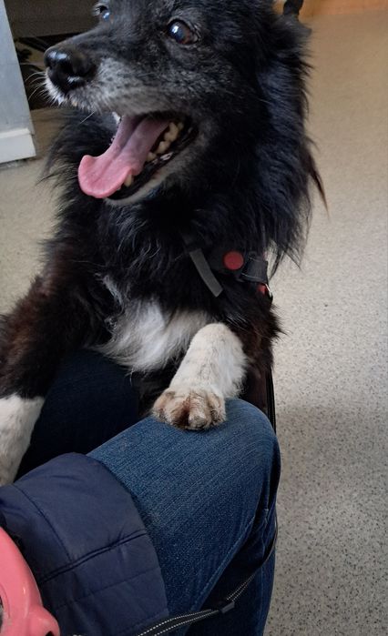 Czy Misio znajdzie domek?