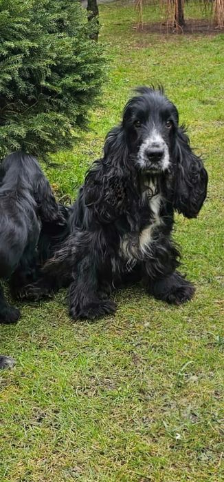 Cocker Spaniel Angielski