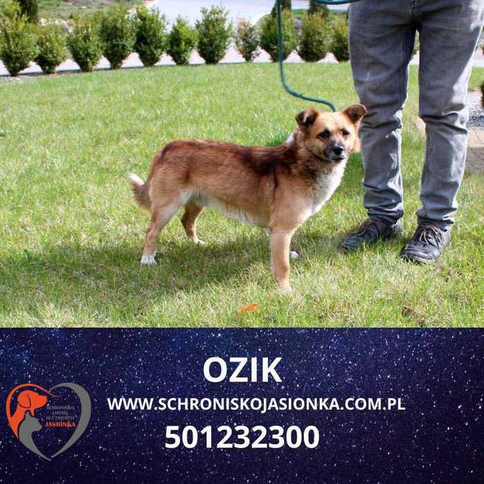 Ozik do adopcji – Schronisko Jasionka