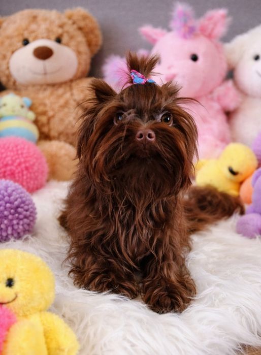 York black mini boy czarny mini chłopczyk