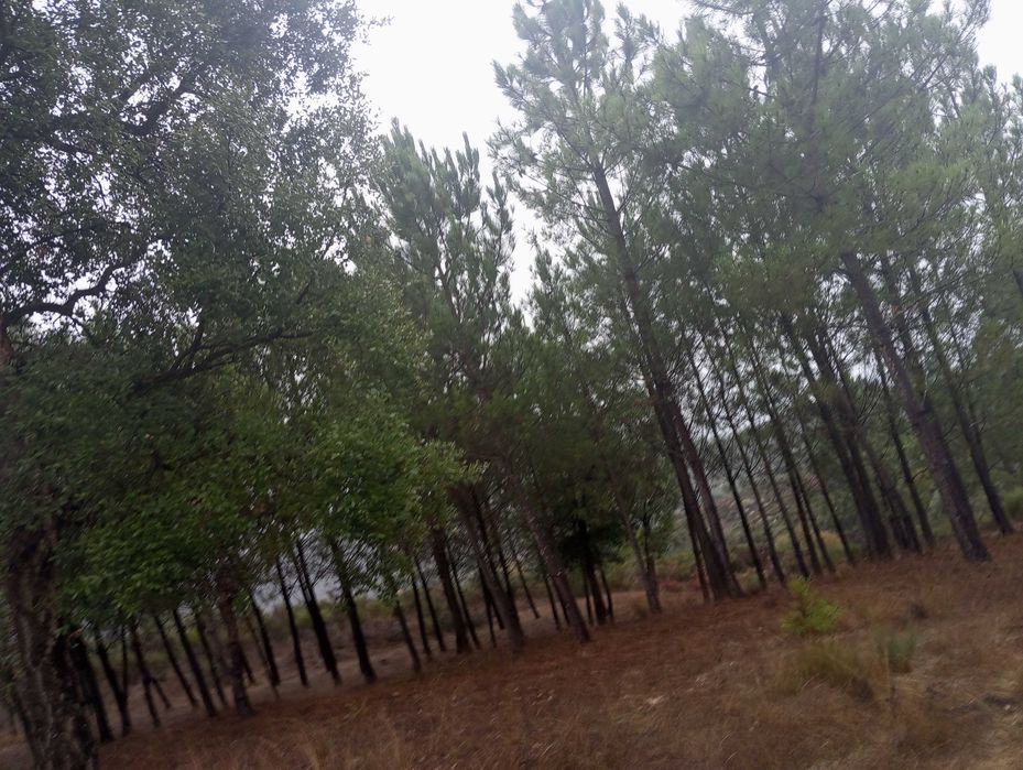 Pinhal novo e pequeno olival - Paranhos da Beira