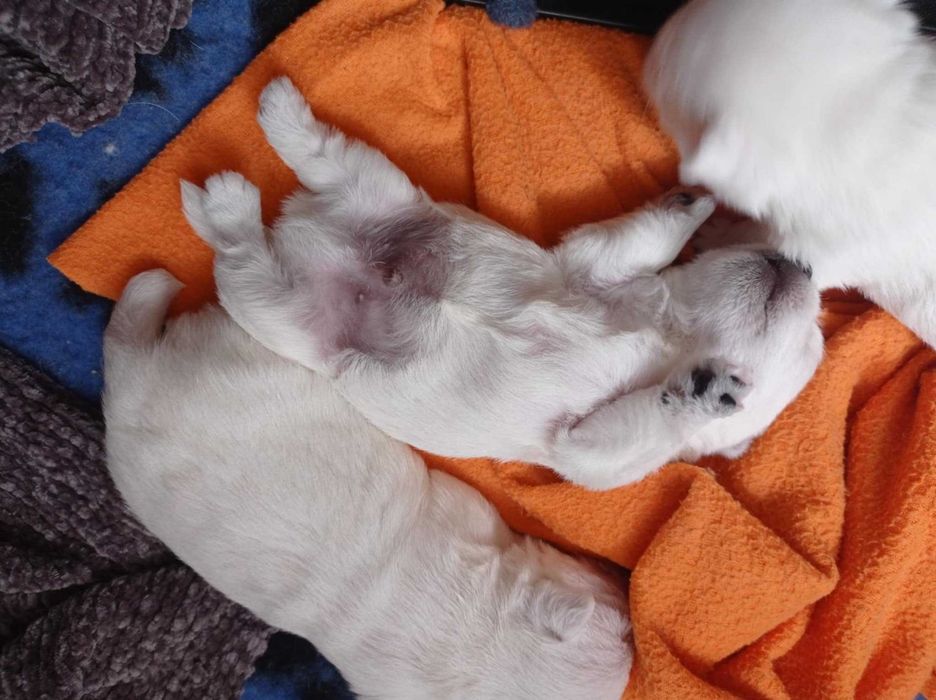 West highland White Terrier
