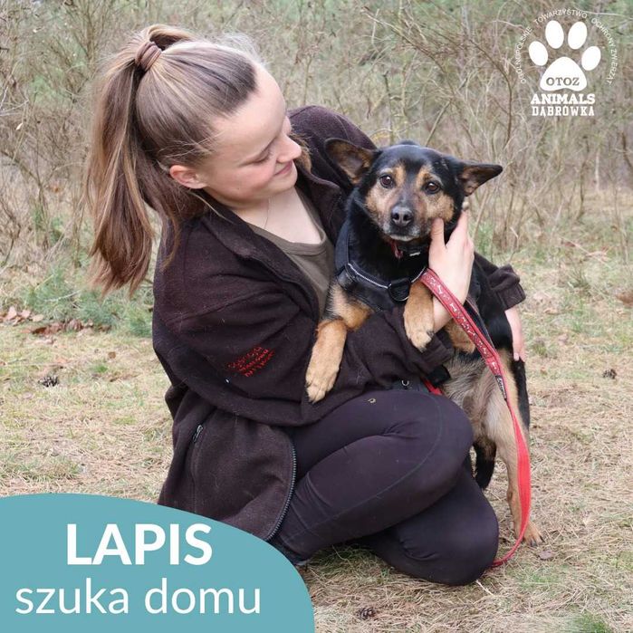 Lapis szuka domu!