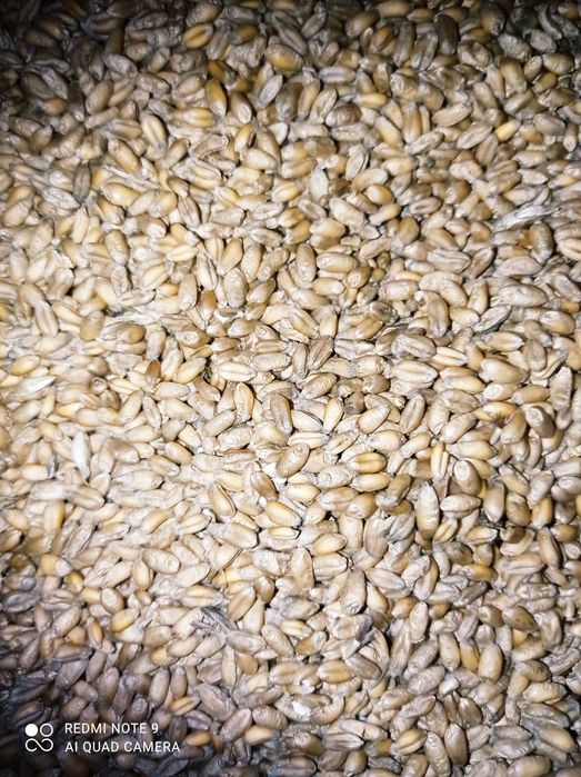 Sprzedam ziarno (pszenica, owies) z 2025 r.