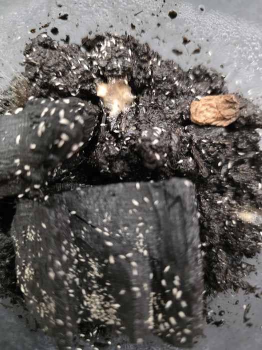 Skoczogonki - ekipa sprzątająca