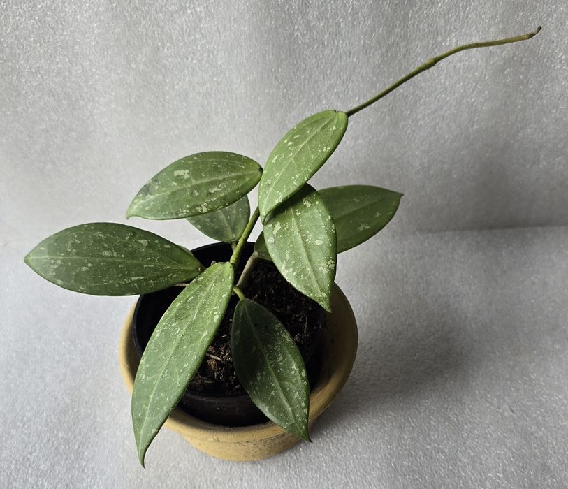 Freckled pippi  (parasitica lao) hoya hoja hoia