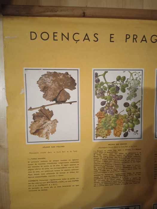 Poster Bayer anos 60