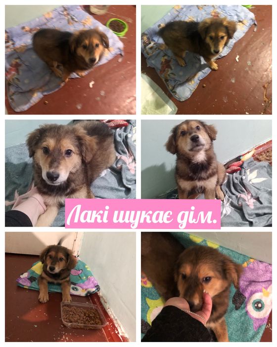 Котики і цуценя шукають дім