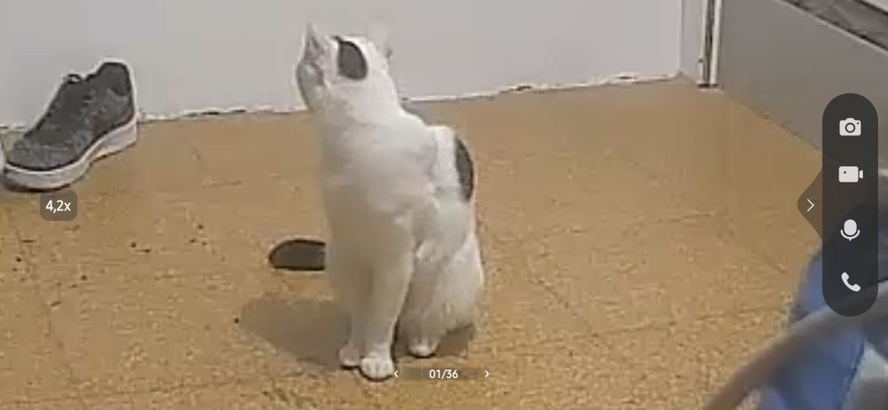 Da- se gato com 1 ano, super meigo .. apenas nao se da com outros animais