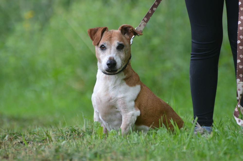 Maylo-do adopcji