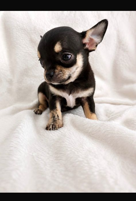 Chihuahua miniatura pelo curto