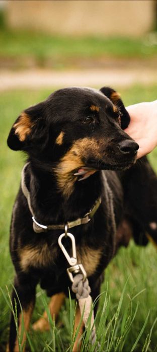 Adopcja zwierząt