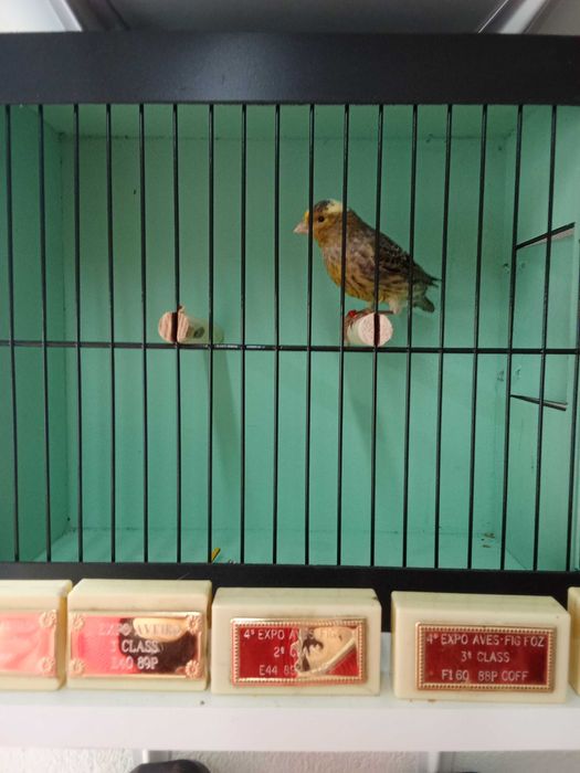 Canarios Lizard para ceder