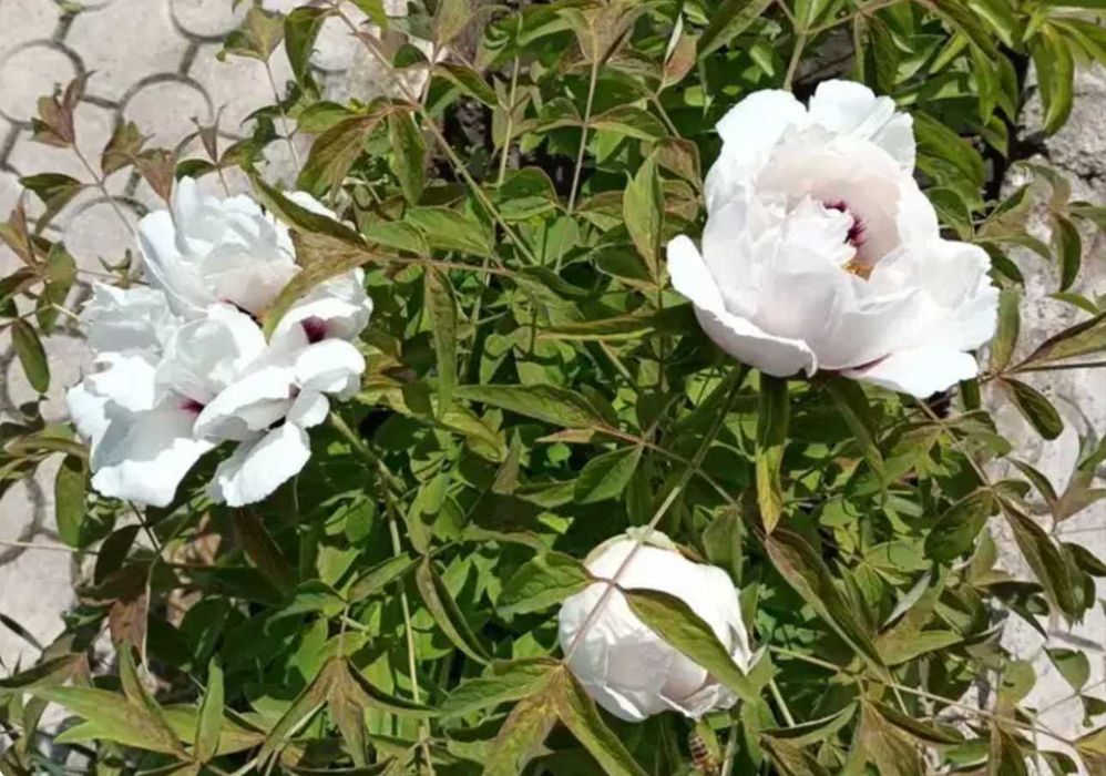 пион древовидный семена= сборка 2025 август(цена за 1шт)