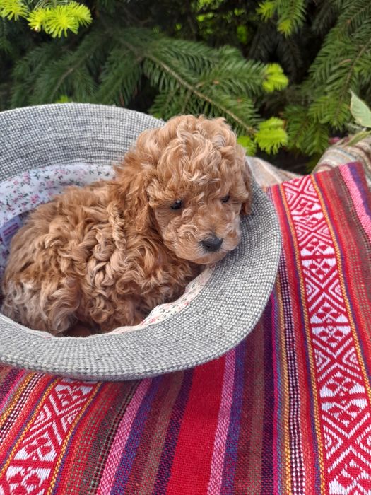 Найгарніші малята той -Пудель.