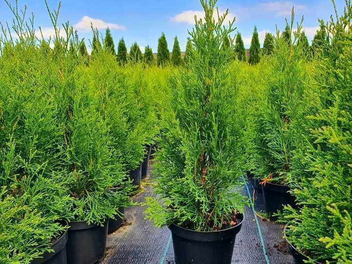 Piękna Tuja Thuja Szmaragd 50cm duża donica 2L Usługa sadzenia