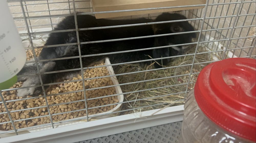 Отдам кролика- баранчика