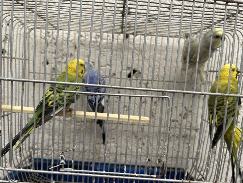 Periquitos machos