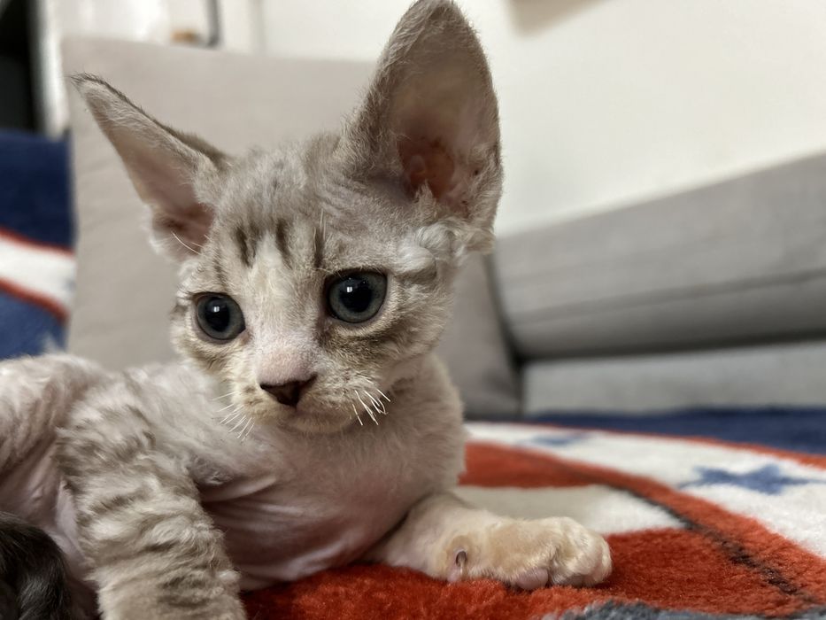 Devon rex wolna kotka