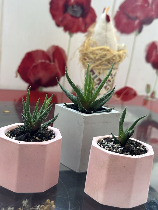 Сукулент Хавортія Конколор