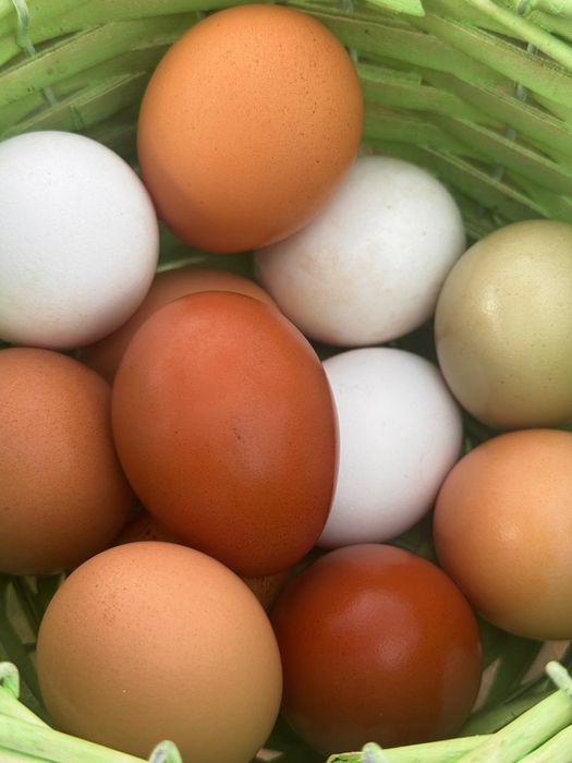 Ovos caseiro de galinhas criadas soltas