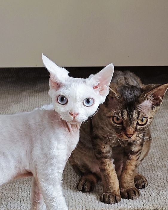 Devon Rex  bebê branco