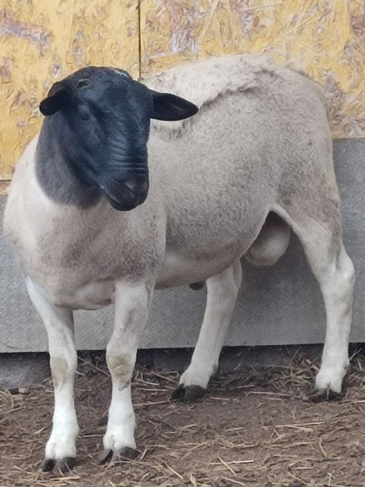 ДОРПЕР баранчики