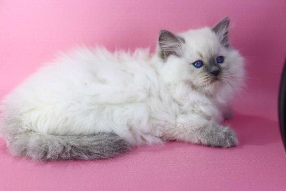 Синьоокий красунчик РЕГДОЛЛ//Ragdoll