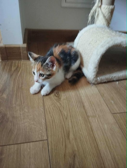 Simba kocurek i Nala kociczka do adopcji