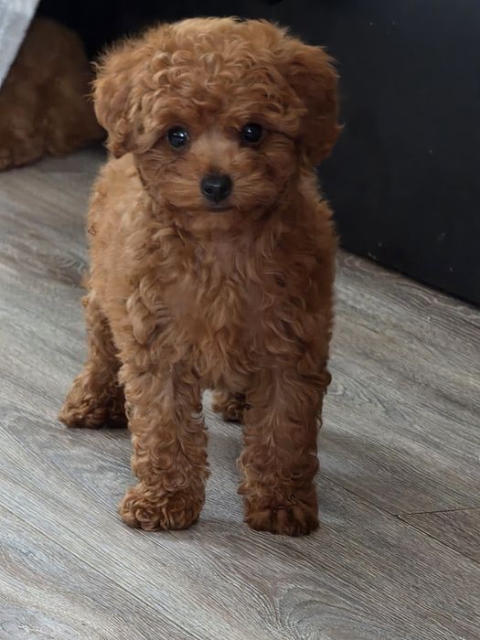 Pudel toy śliczny  piesek