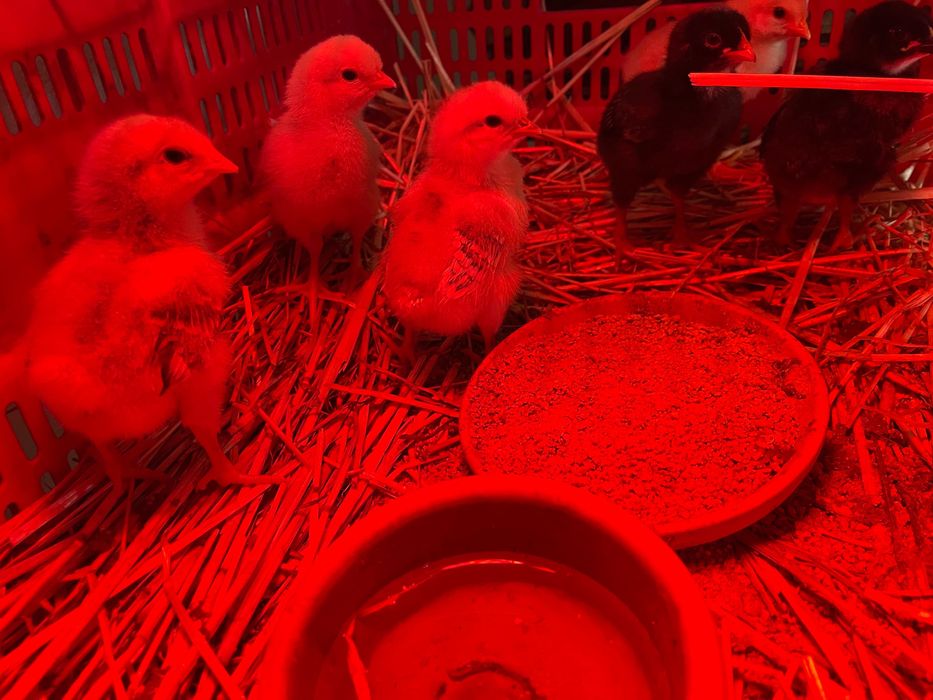 Pintos do Campo (Criação Biológica)