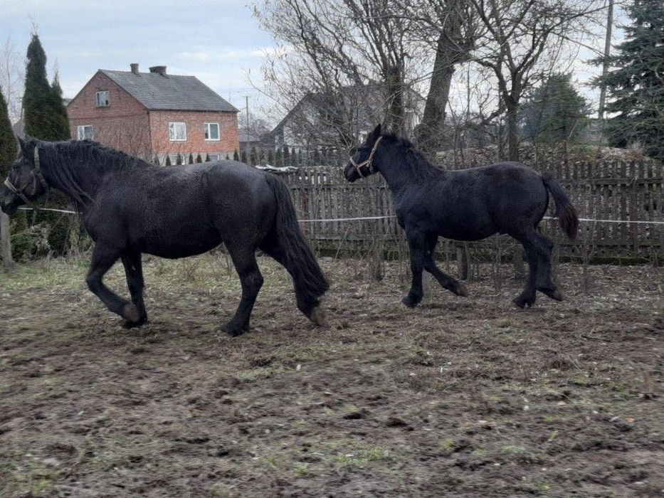 Sprzedam klacz zimnokrwistą