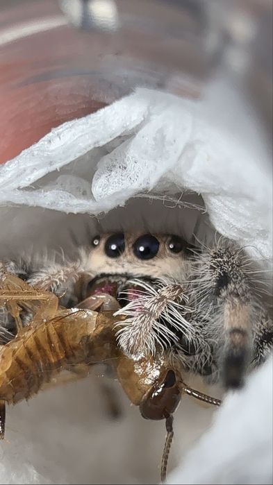 Skakun królewski Phidippus regius SAMICA white bahamas SKAKUNY L8