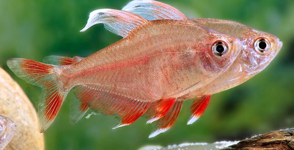 Bystrzyk ozdobny odmiana WHITE FIN - Hyphessobrycon ornatus - dowóz