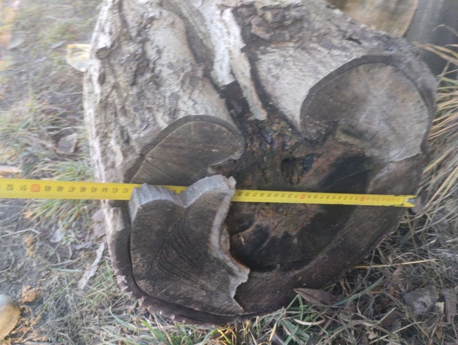 Продам стовбура горіха