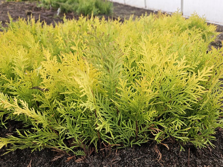 Tuja 'Amber Glow' - złota kulka