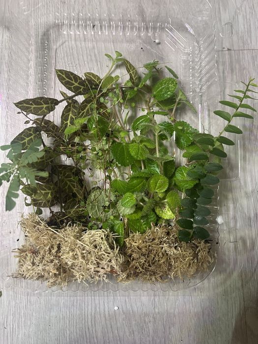 Rosliny tropikalne do paludarium, terrarium- solanum,marcgravie i inne