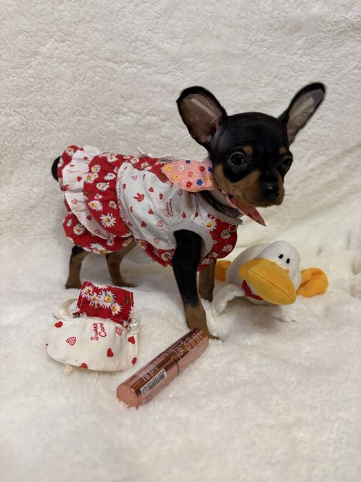 Той терʼєри міні та стандарт